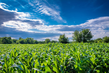 Field of corn