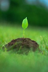 Small green plant starting to grow from the pure soil over the green grass background