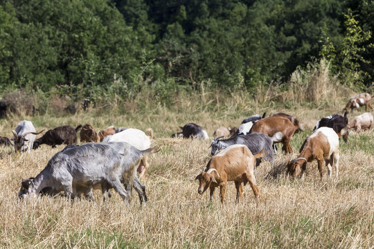 Herd of goats grazing in a meadow