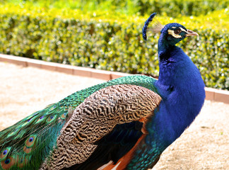 Charming and very beautiful peacock close-up. Peacock profile. Luxurious peacock with a very...