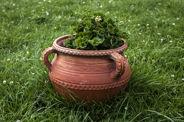 Decorative clay pot with beautiful flowers