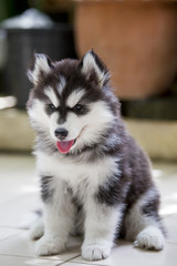 Siberian Husky Puppy panting with tongue out