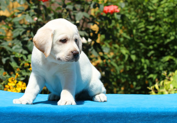 the labrador puppy on a blue background