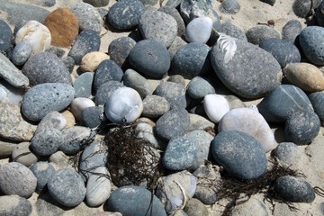 Kieslstein am Strand in Nahaufnahme
