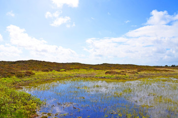 Moor in Heidelandschaft, Insel Rømø, Bolilmark, Dänemark