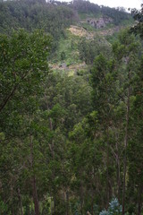 Lorbeer und Eukalyptus auf Madeira