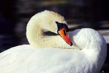 Swan
