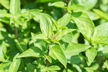Fototapeta na wymiar Green thai basil in garden.