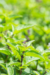 Green thai basil in garden.