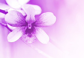 Beautiful purple orchid