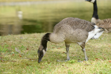 Canada Goose - young bird