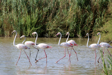 Group of greater flamingos in Camargue, south of France