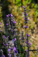 lavender on the sun