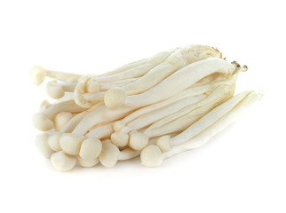 Shimeji mushroom isolated on white