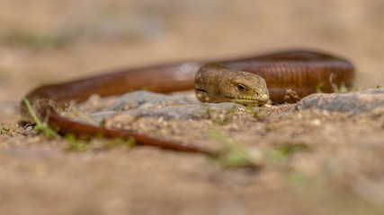 Large Sheltopusik legless lizard