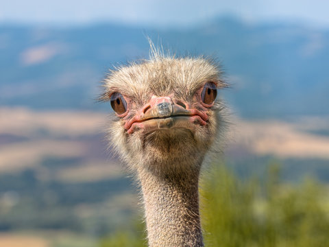 Potrait of an Ostrich Head in Natural Environment