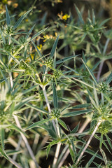 Fototapeta premium Eryngium campestre