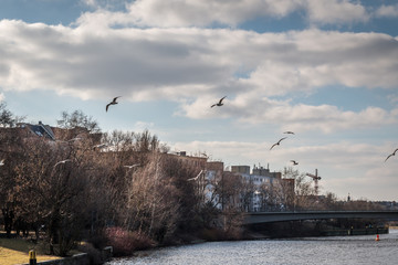 birds flying in the city
