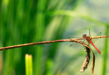 dragonfly