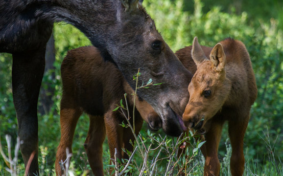 moose mom and twins