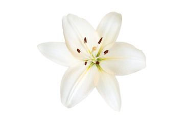 Fototapeta na wymiar Lily isolated on a white background.