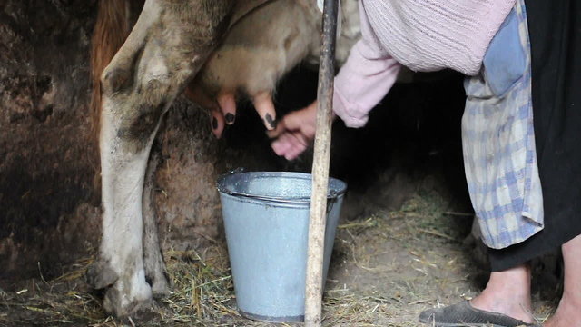 Woman milking a cow with hands