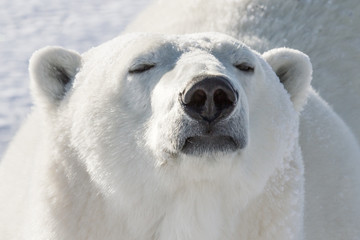 polar bear smelling - 87093205