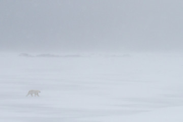 polar bear in a snowstorm - 87093217