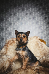 Hund gibt die Pfote