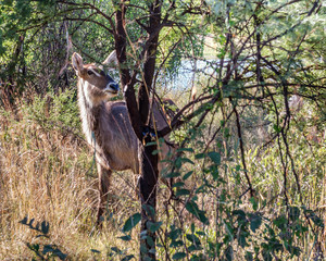 Duiker, Pilanesberg national park. South Africa.
