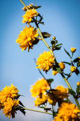 keria japonica on nature background