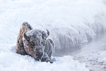 berijpte bizon in de sneeuw