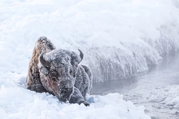 Foto op Aluminium Bizon berijpte bizon in de sneeuw