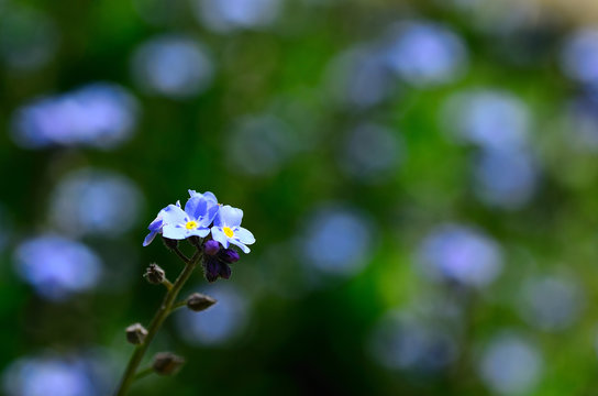 vergiss mein nicht im garten