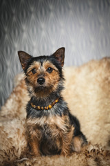kleiner Hund
