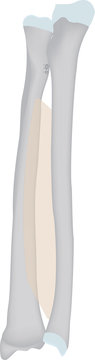 Radius and Ulna Anatomy