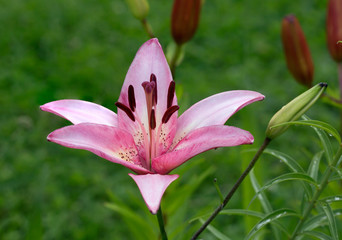 Розовая лилия