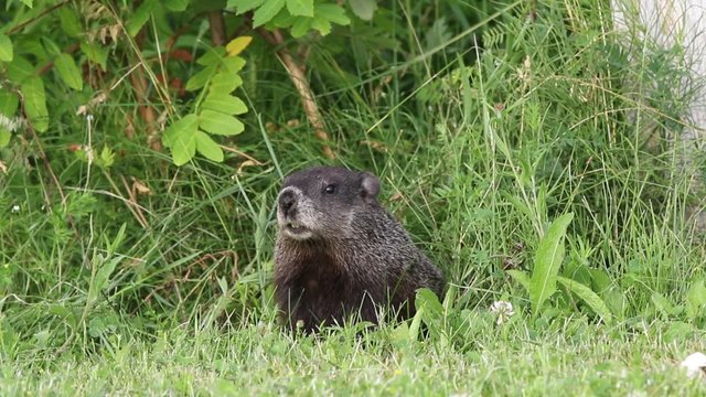 Marmotte
