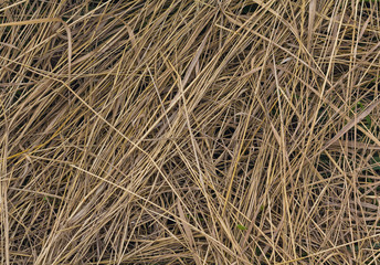Beveled yellow dry grass. Background and texture