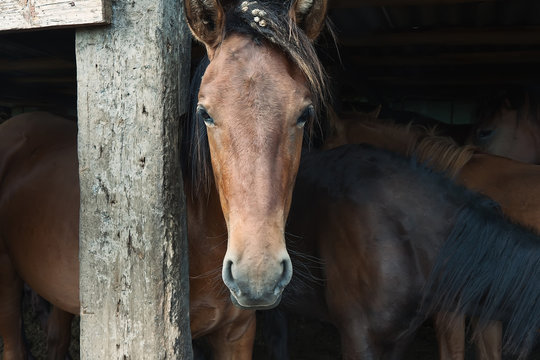 Bashkir horse