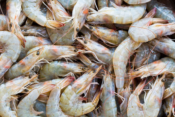 Fresh raw shrimps