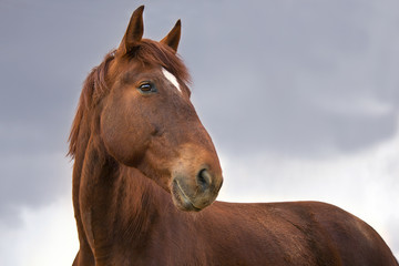 Portrait of a red horse