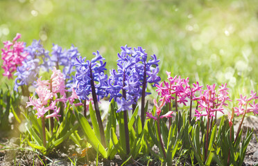 Obraz premium Group of beautiful multicolored hyacinths in garden