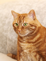 Portrait of red cat