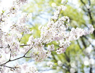 Cherry blossoms over blurred nature background with bokeh. Spring background