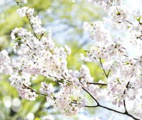 Cherry blossoms over blurred nature background with bokeh. Sprin