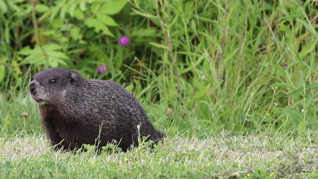 Marmotte