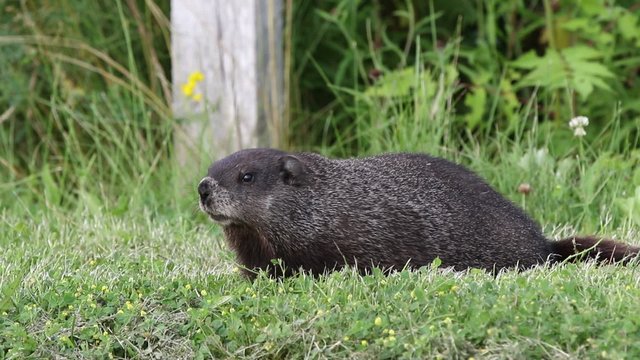 Marmotte