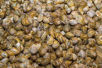 Fresh harvested snails at local food market bazaar