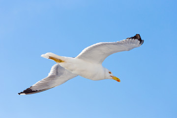 light flight of a seagull